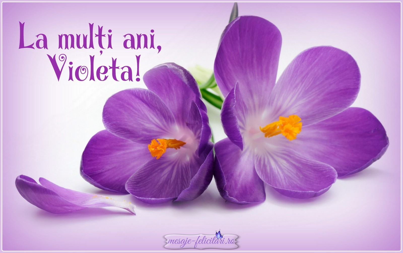 La multi ani, Violeta!