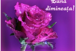 Buna dimineata!